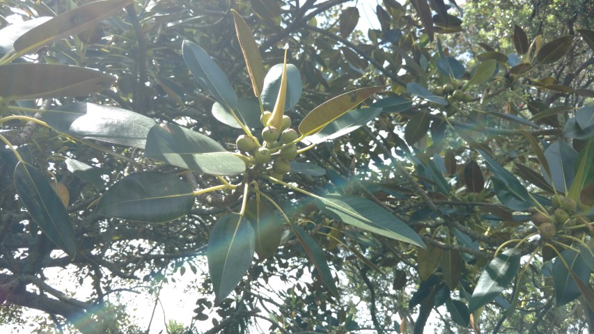 Ficus australis plantplacesimage20161218_121320.jpg