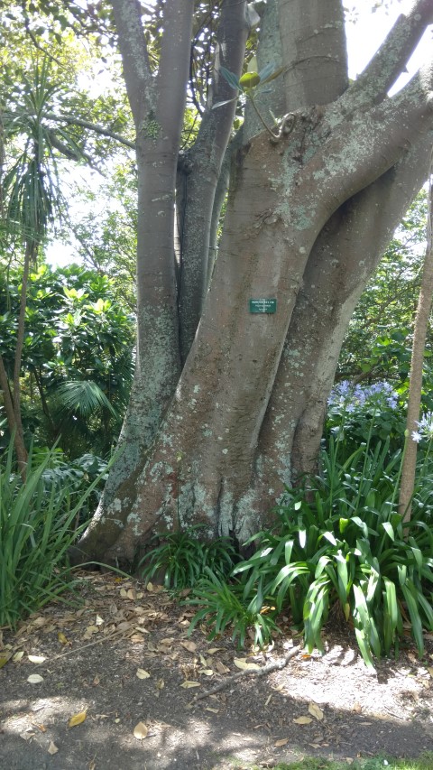 Ficus australis plantplacesimage20161218_121341.jpg