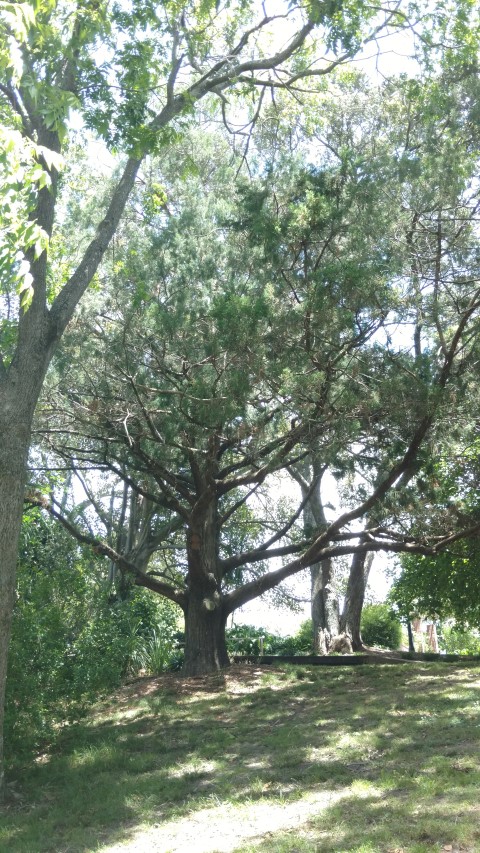 Juniperus bermudiana plantplacesimage20161218_123412.jpg