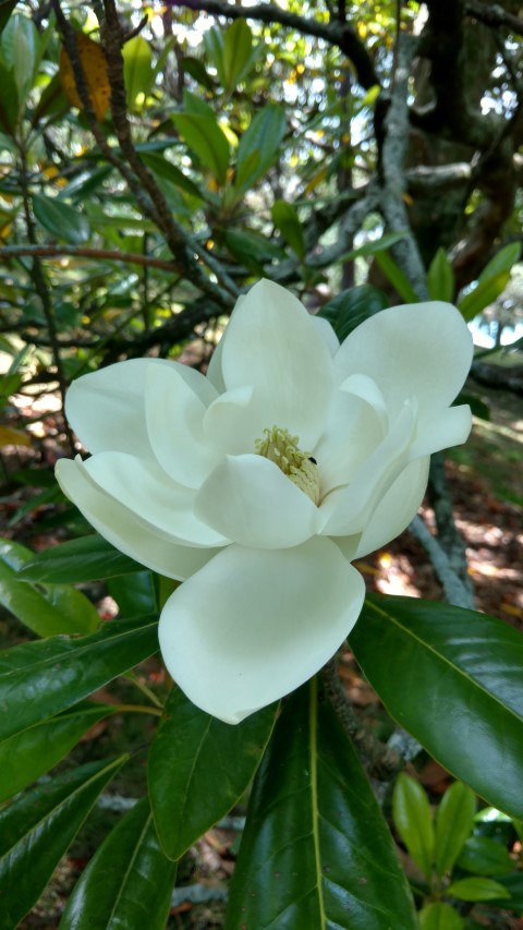 Magnolia grandiflora plantplacesimage20161218_123436.jpg