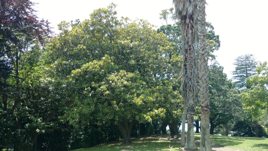 Magnolia grandiflora plantplacesimage20161218_123656.jpg