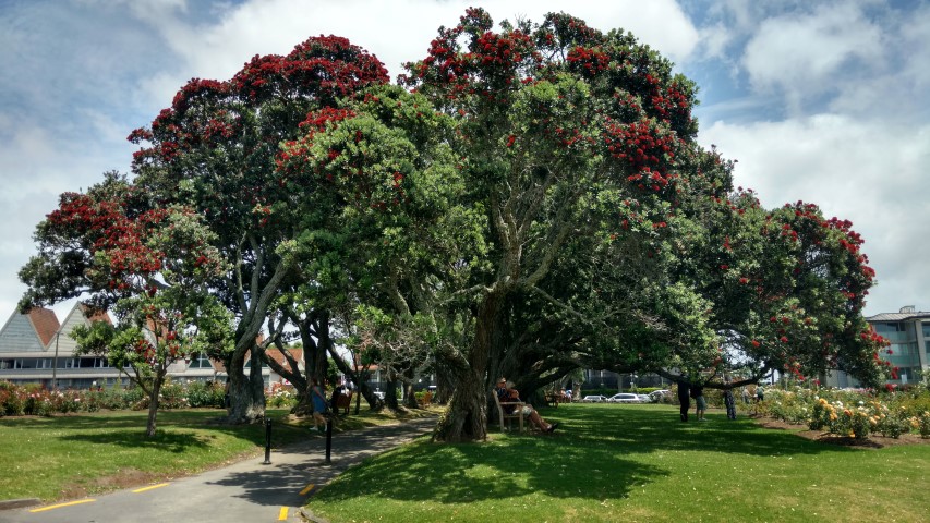 Metrosideros excelsa plantplacesimage20161218_123726.jpg
