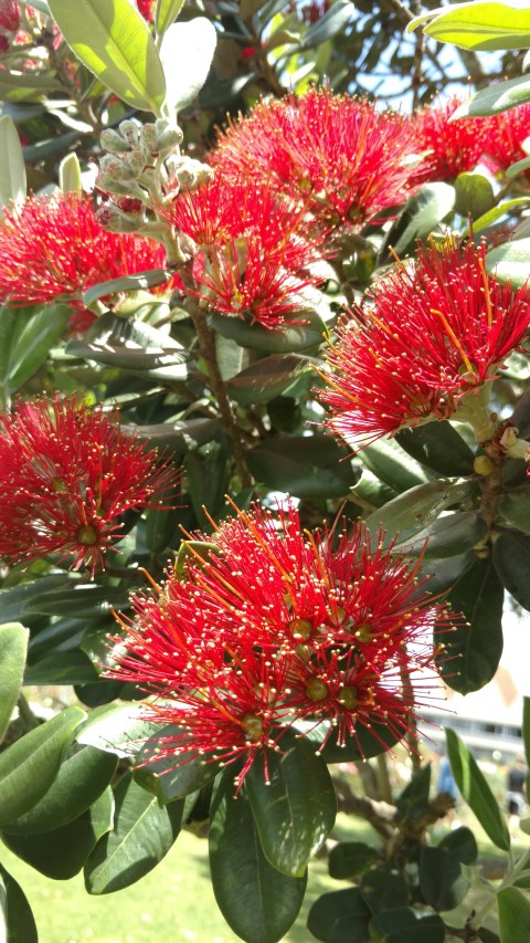 Metrosideros excelsa plantplacesimage20161218_123802.jpg