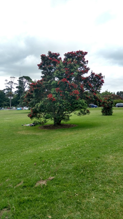 Metrosideros excelsa plantplacesimage20161218_134921.jpg