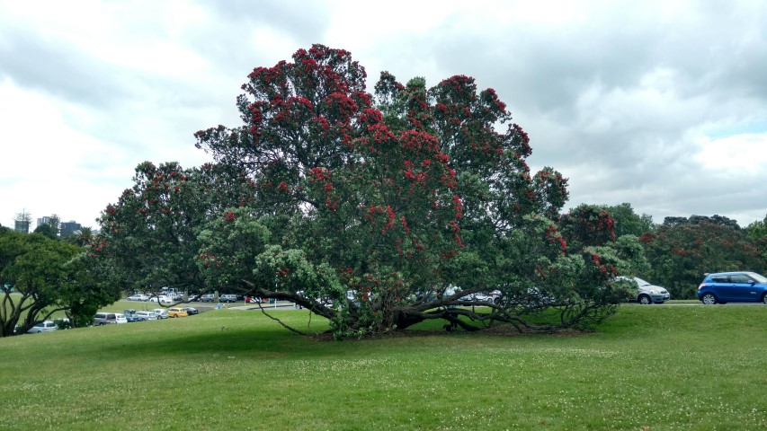 Metrosideros excelsa plantplacesimage20161218_134952.jpg