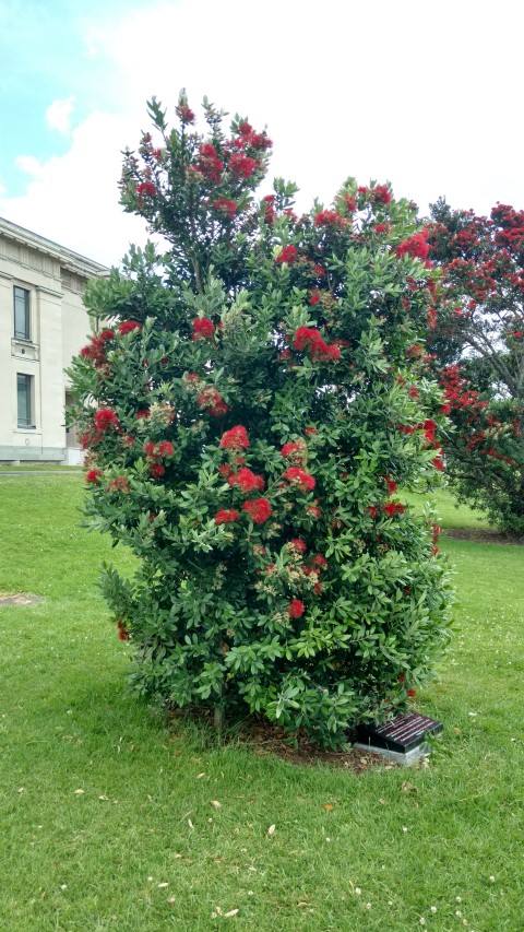 Metrosideros excelsa plantplacesimage20161218_135044.jpg