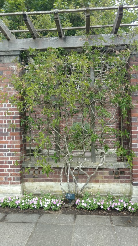 Petra volubilis plantplacesimage20161218_140135.jpg