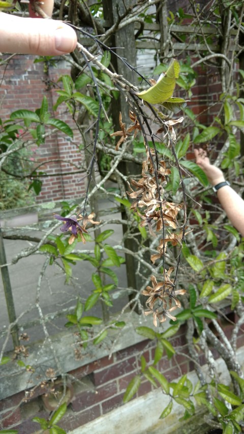 Petra volubilis plantplacesimage20161218_140208.jpg