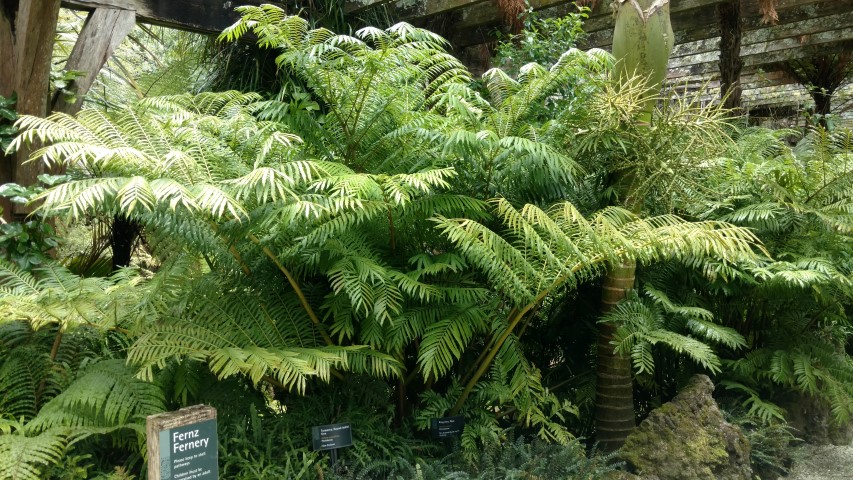 Marattia salicina plantplacesimage20161218_140430.jpg