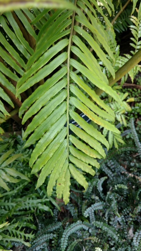 Marattia salicina plantplacesimage20161218_140447.jpg