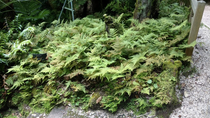 Lastreopsis microsora plantplacesimage20161218_141126.jpg