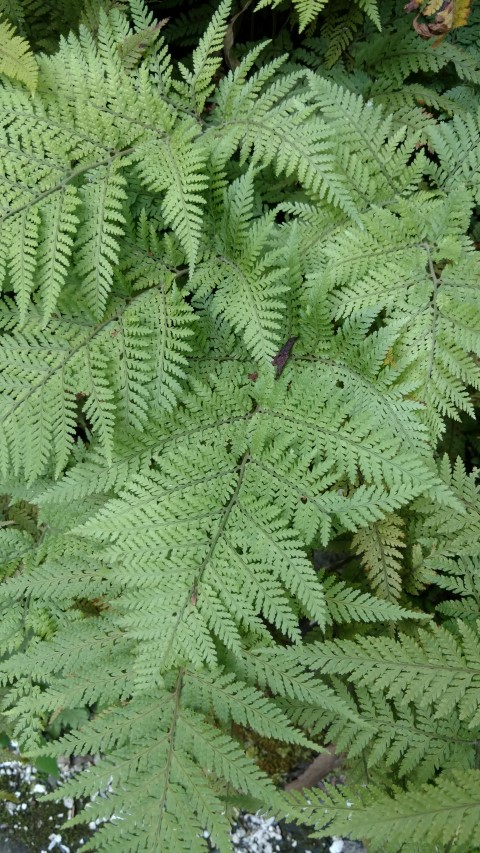 Lastreopsis microsora plantplacesimage20161218_141138.jpg
