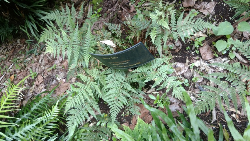 Lastreopsis hispida plantplacesimage20161218_141225.jpg