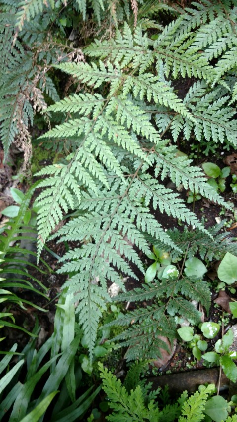 Lastreopsis hispida plantplacesimage20161218_141236.jpg