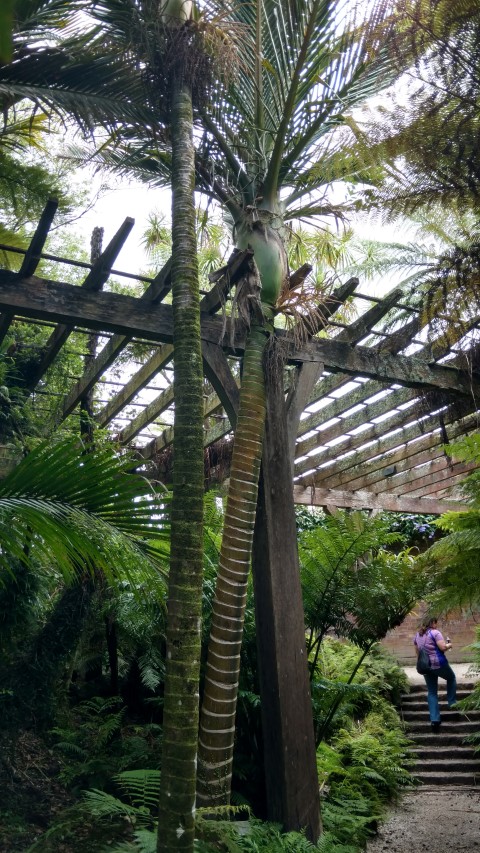 Rhopalostylis sapida plantplacesimage20161218_141414.jpg