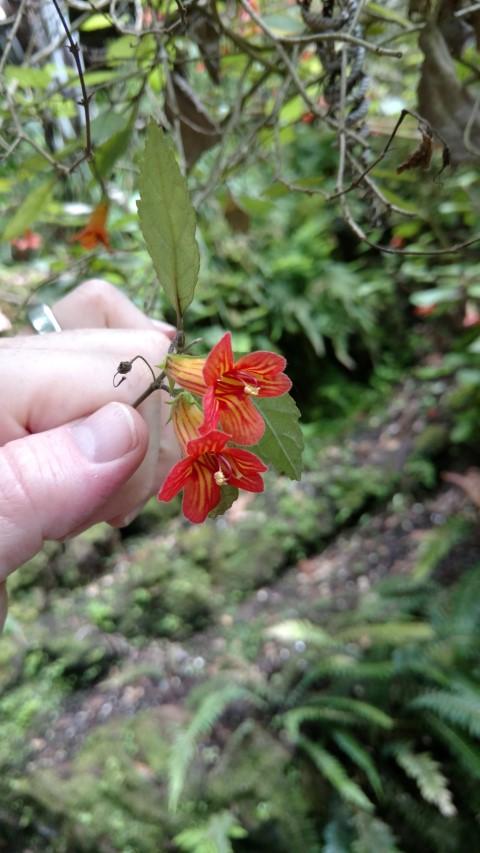 Rhabdothamnus solandri plantplacesimage20161218_141855.jpg