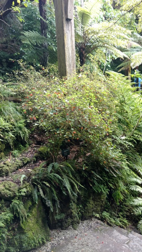 Rhabdothamnus solandri plantplacesimage20161218_141911.jpg