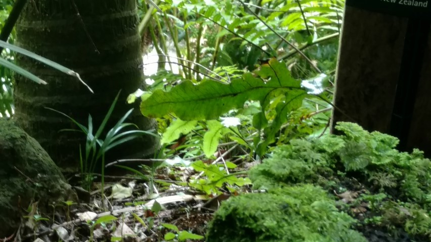 Phymatosorous diversifolious plantplacesimage20161218_142034.jpg