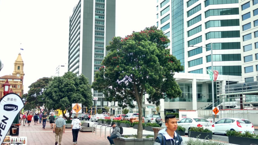 Metrosideros excelsa plantplacesimage20161218_150203.jpg