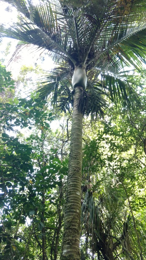 Rhopalostylis sapida plantplacesimage20161219_113256.jpg