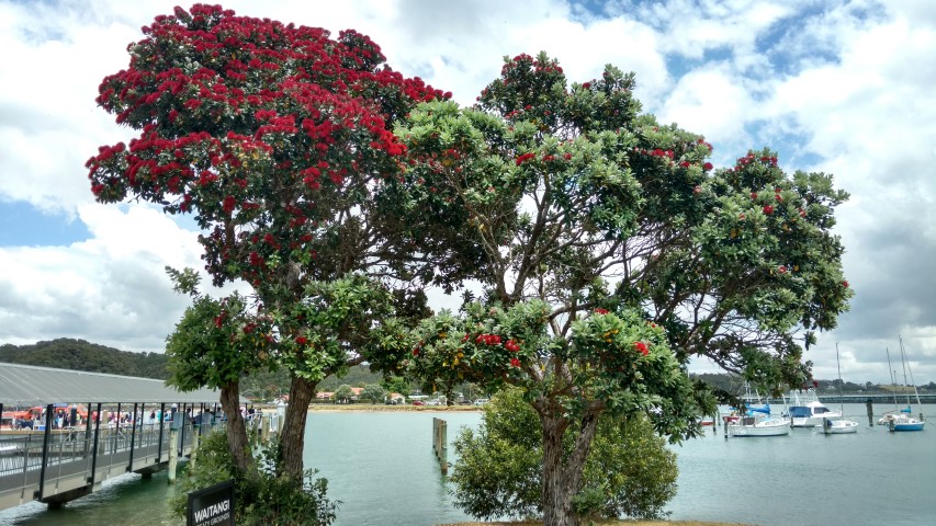 Metrosideros excelsa plantplacesimage20161219_130949.jpg