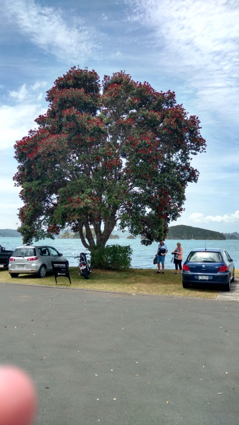 Metrosideros excelsa plantplacesimage20161219_131240.jpg