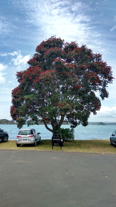 Metrosideros excelsa plantplacesimage20161219_131302.jpg