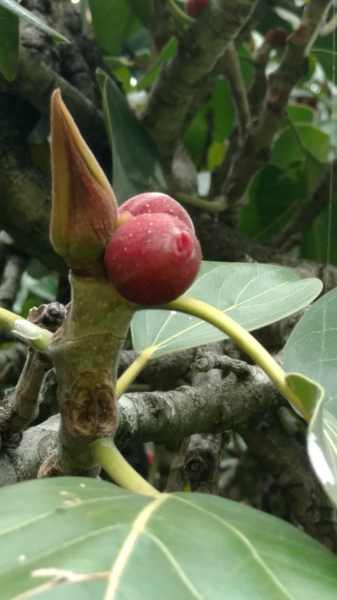 Ficus benghalensus plantplacesimage20161223_105151.jpg