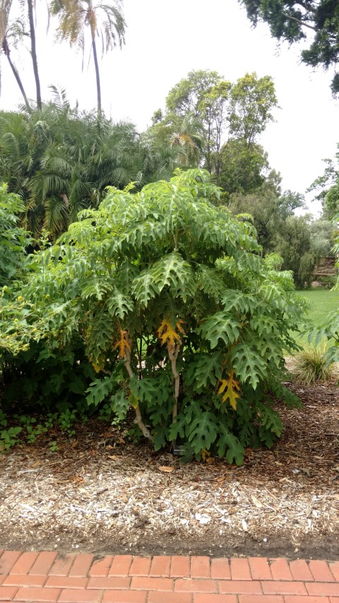 Montanoa bipinnatifida plantplacesimage20161223_105646.jpg