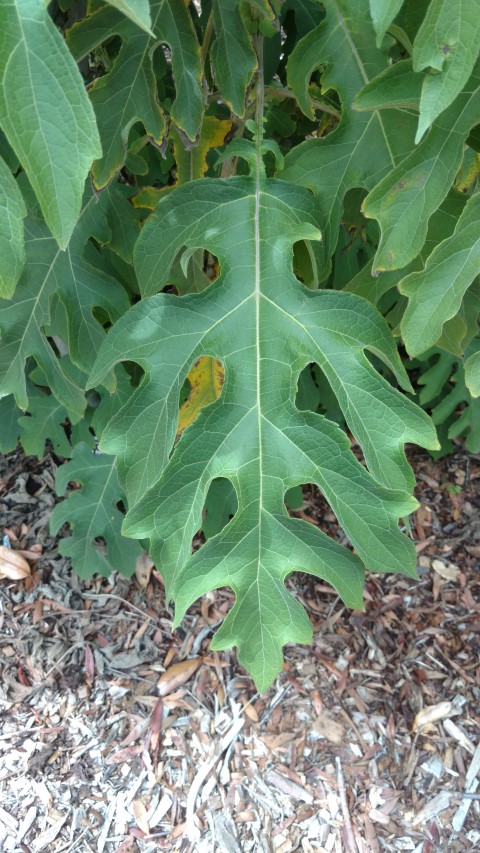 Montanoa bipinnatifida plantplacesimage20161223_105701.jpg