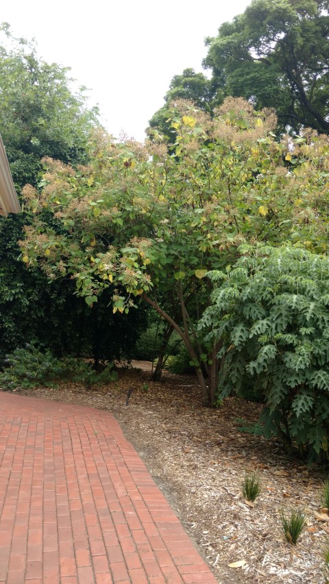 Podachaenium eminens plantplacesimage20161223_105817.jpg