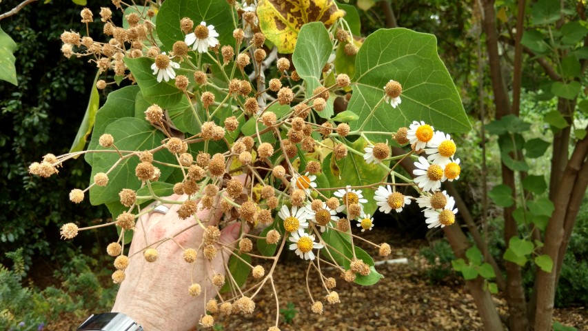 Podachaenium eminens plantplacesimage20161223_105840.jpg