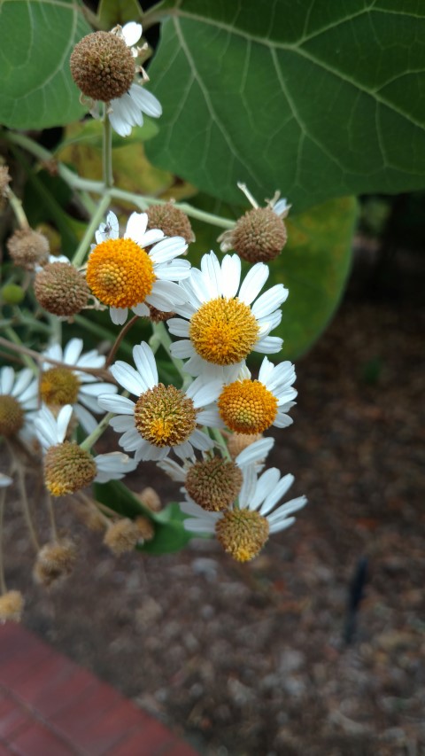 Podachaenium eminens plantplacesimage20161223_105855.jpg