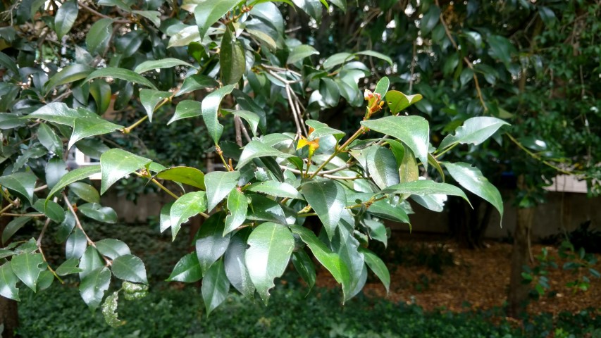 Syzgium paniculatum plantplacesimage20161223_112353.jpg