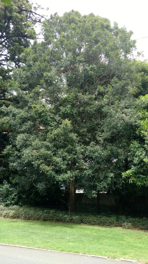 Syzgium paniculatum plantplacesimage20161223_112410.jpg