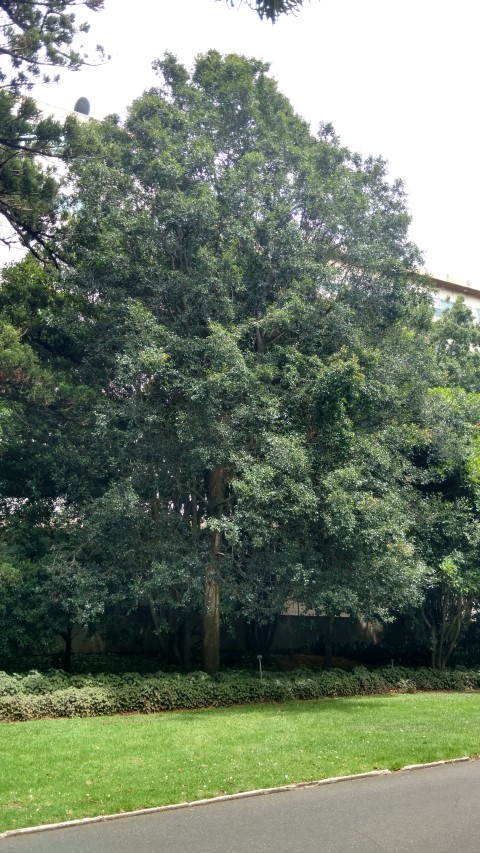 Syzgium paniculatum plantplacesimage20161223_112428.jpg