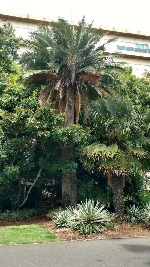 Jubaea chilensis plantplacesimage20161223_112938.jpg