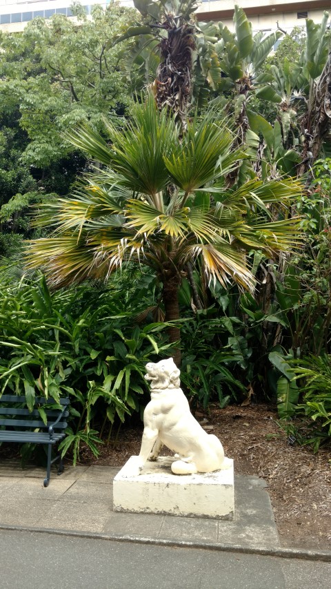 Pritchardia maideniana plantplacesimage20161223_113433.jpg