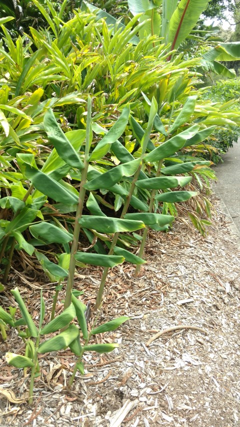 Hedychium gardenerianum plantplacesimage20161223_113634.jpg