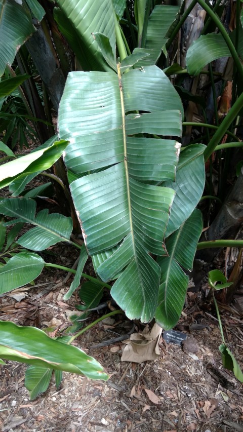 Strelitzia nicolai plantplacesimage20161223_113824.jpg