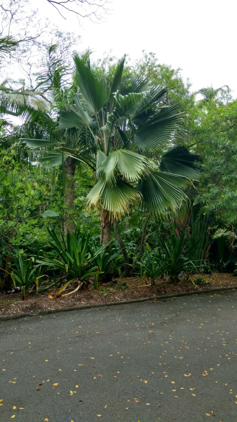 Pritchardia beccariana plantplacesimage20161223_114157.jpg