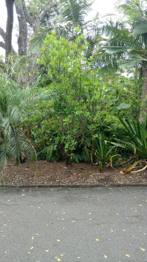 Synadenium grantii plantplacesimage20161223_114309.jpg
