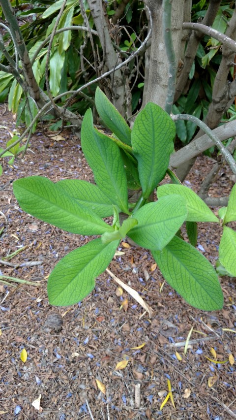 Synadenium grantii plantplacesimage20161223_114327.jpg