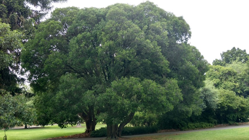 Phillyrea latifolia plantplacesimage20161223_115136.jpg
