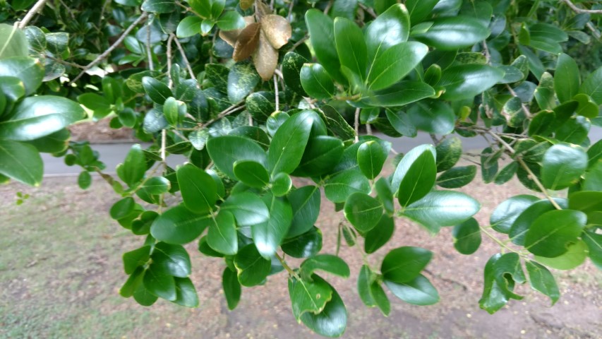 Phillyrea latifolia plantplacesimage20161223_115157.jpg