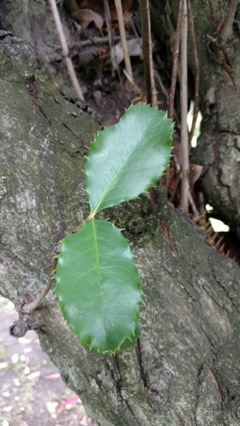 Photinia serratifolia plantplacesimage20161223_115308.jpg