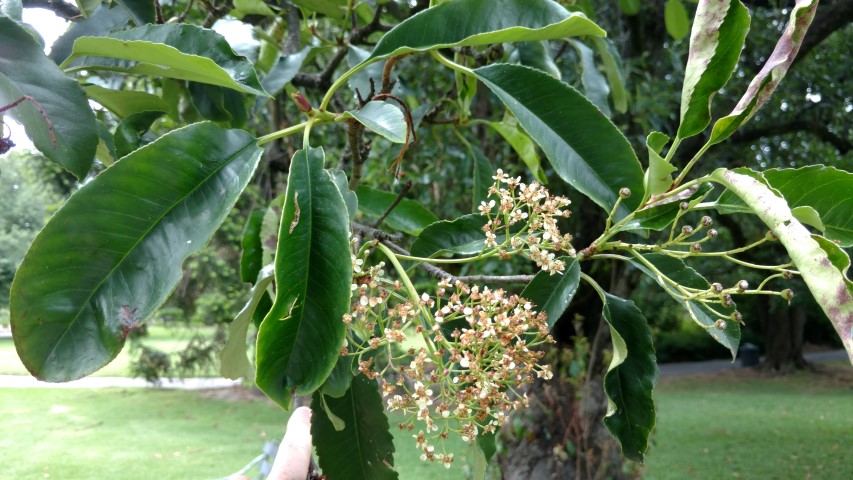 Photinia serratifolia plantplacesimage20161223_115327.jpg