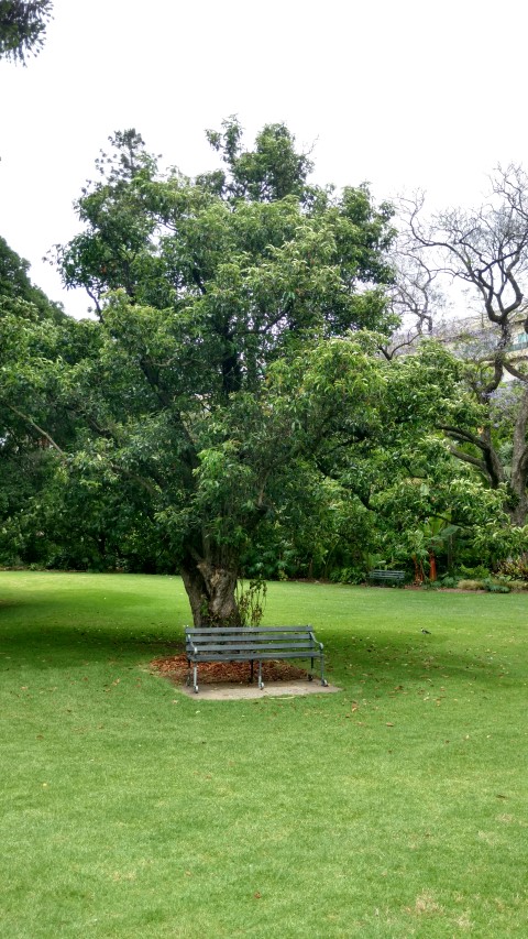 Photinia serratifolia plantplacesimage20161223_115348.jpg