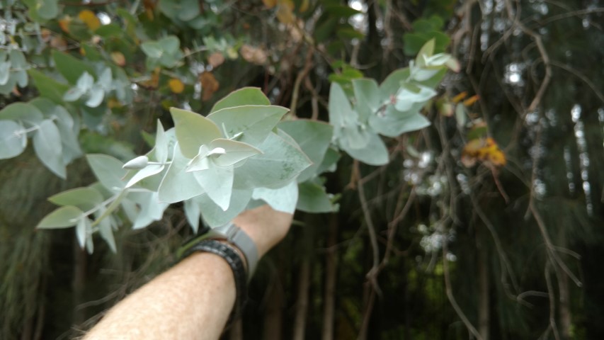 Eucalyptus cinerea plantplacesimage20161223_115849.jpg