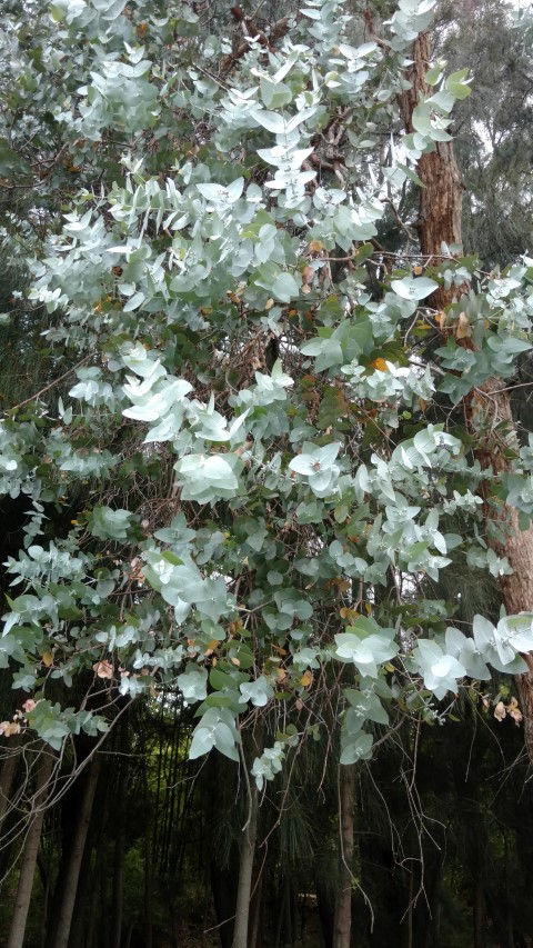 Eucalyptus cinerea plantplacesimage20161223_115915.jpg